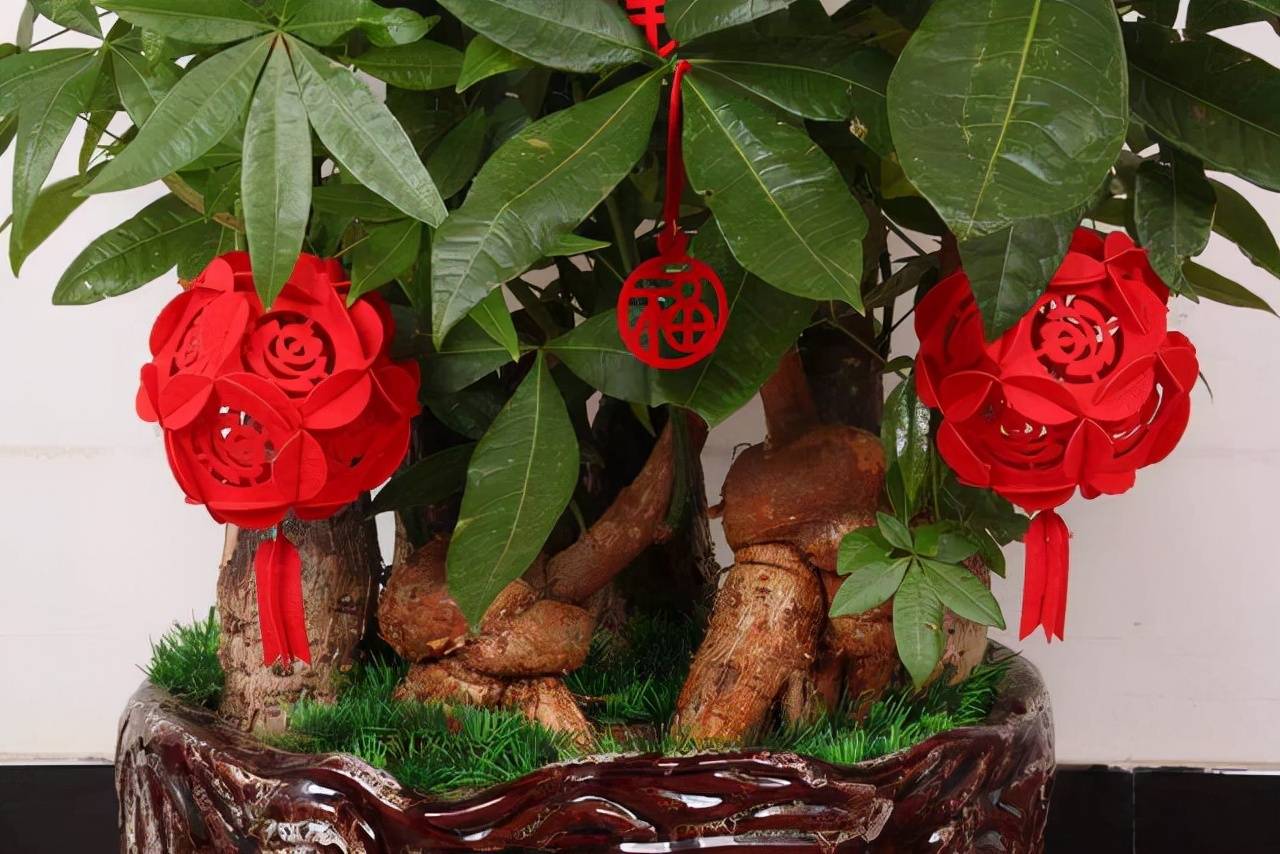 发财树养不好,找准原因很重要,一年四季这么养,原因好找病好治