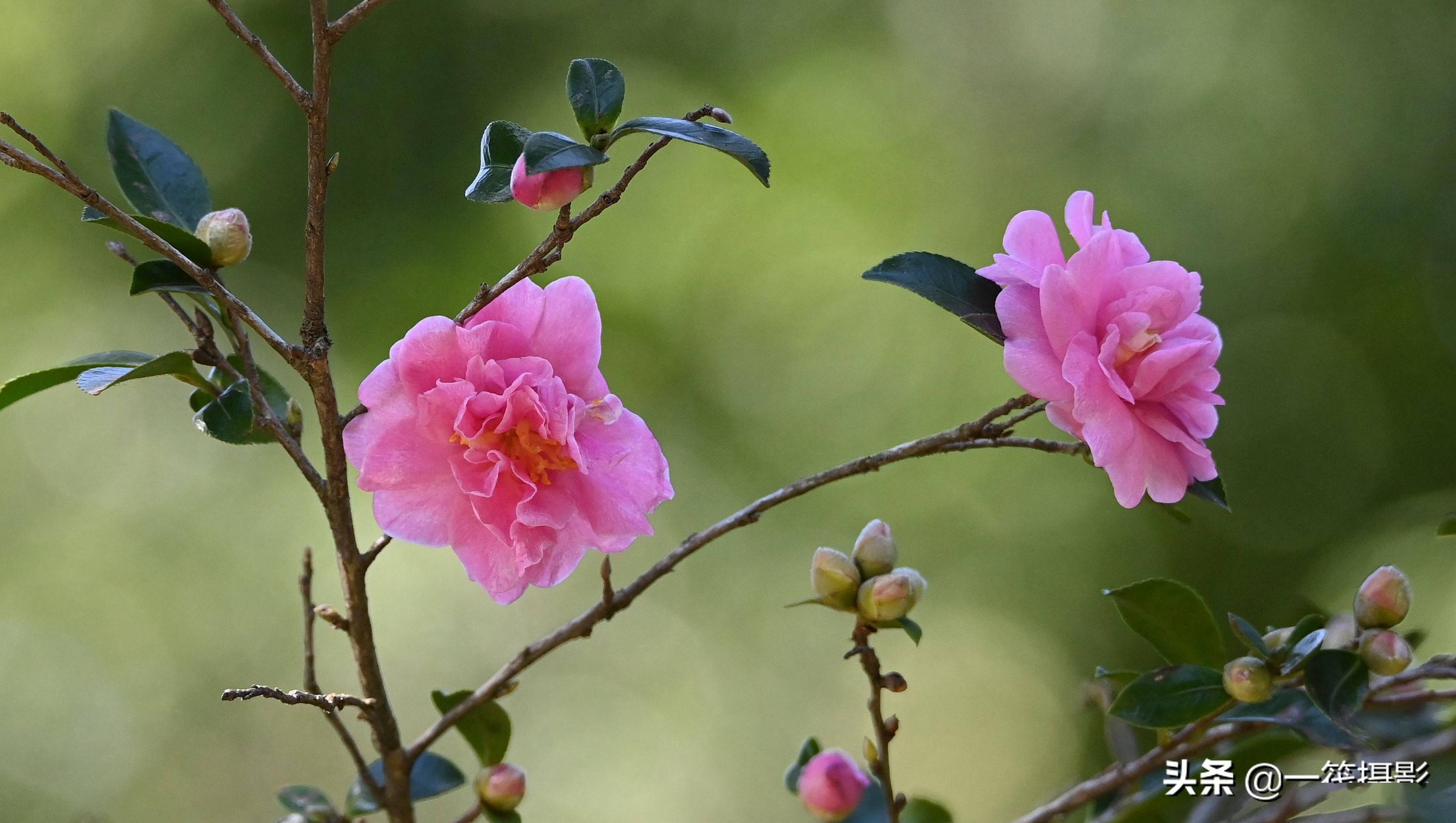 形似梅花的山茶花茶梅