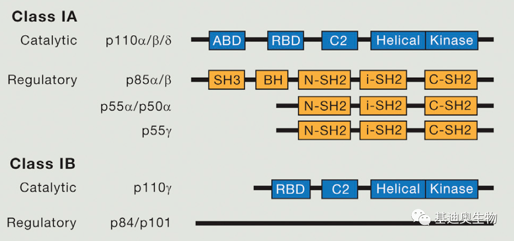 PI3K-AKT通路专题解析（上）_信号_Kegg_核心