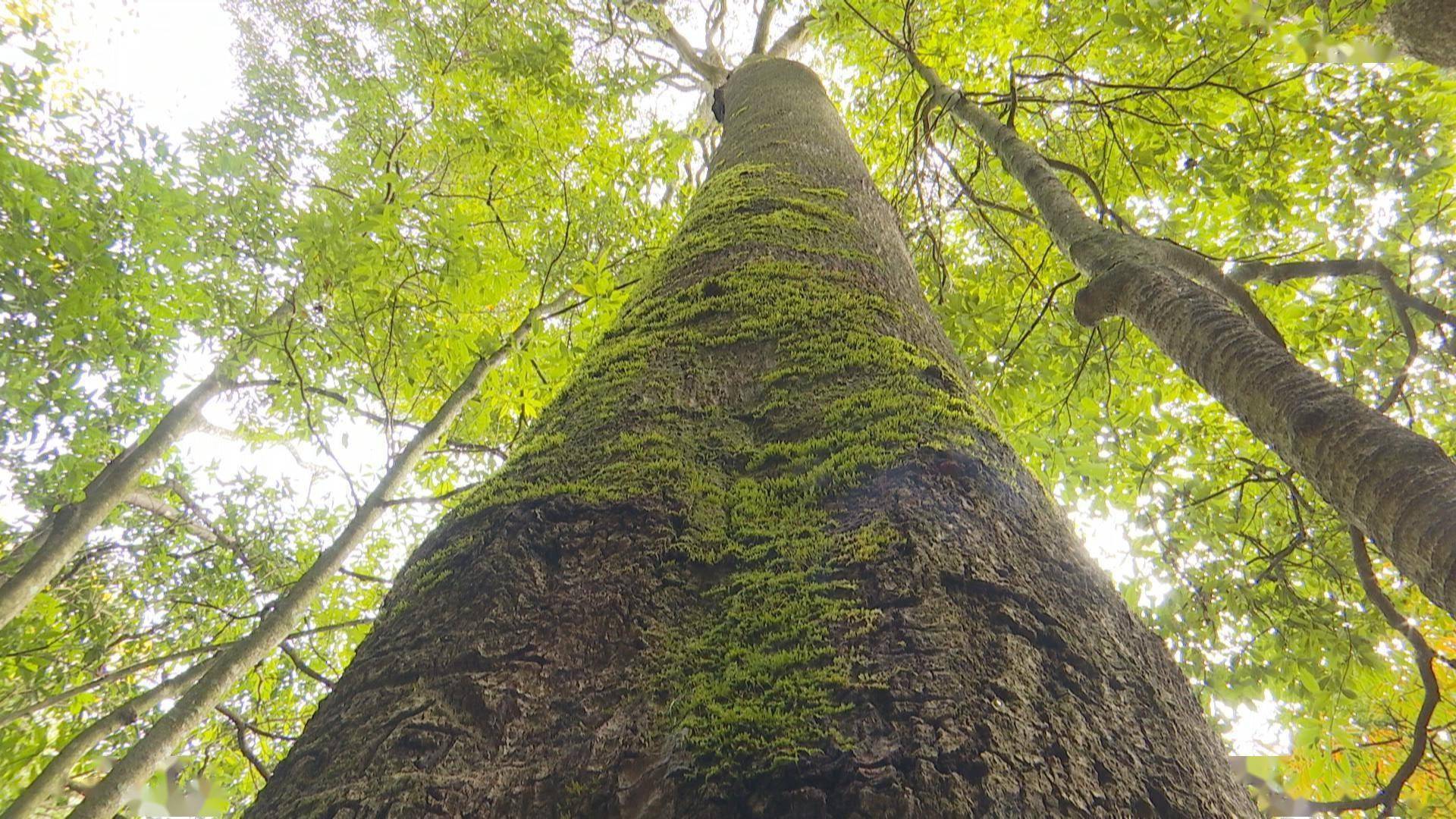 视界网武陵山自然保护区首次发现野生润楠古树