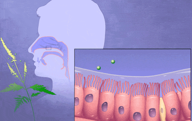 说明书|温和鼻喷 鼻子通畅
