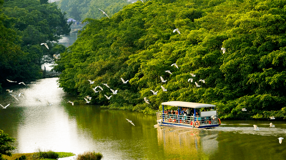 中国侨都江门小鸟天堂观鸟生态摄影大赛启动,这么会拍的你不可或缺