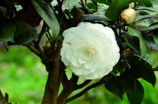 语闻成都 二十四番风信 2 山茶殊耐久深月占春风 品种 段誉 梅花