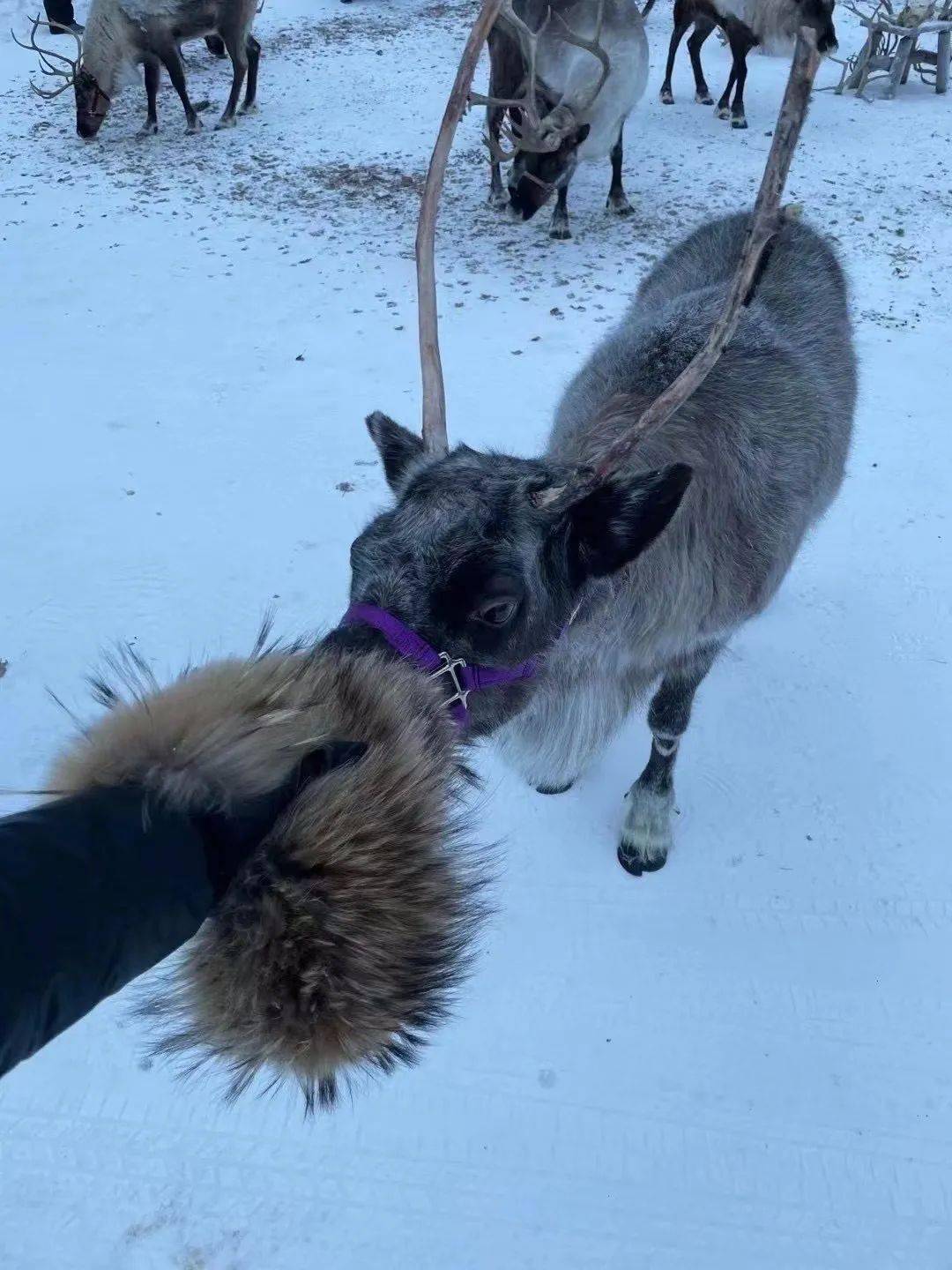 梦境解析，被野狗追赶与砸死野狗后的剥皮吃肉——潜意识的警示与自我救赎