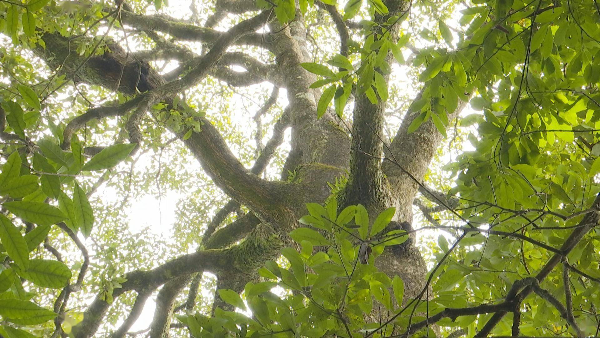 视界网武陵山自然保护区首次发现野生润楠古树