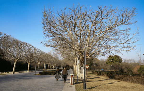 郑州植物园法桐"方寸"发型过冬