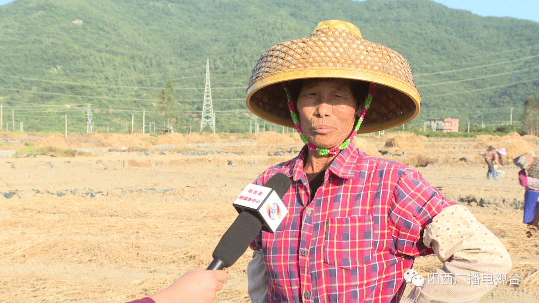 阳西上洋:西瓜田里铺稻草 增产增效又环保_上洋镇_田对_广播