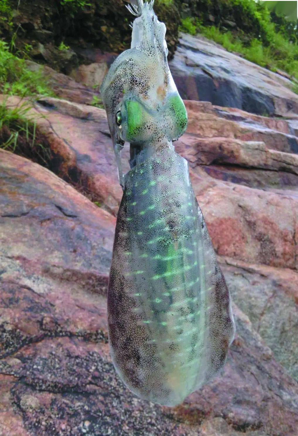 木虾战大尾鱿教你这两种钓法中
