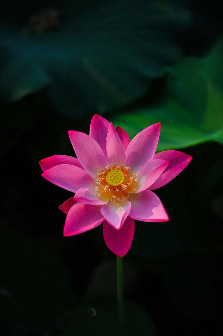 c949f7e1bb7c44cb89e53d6d9fbbef27.jpeg