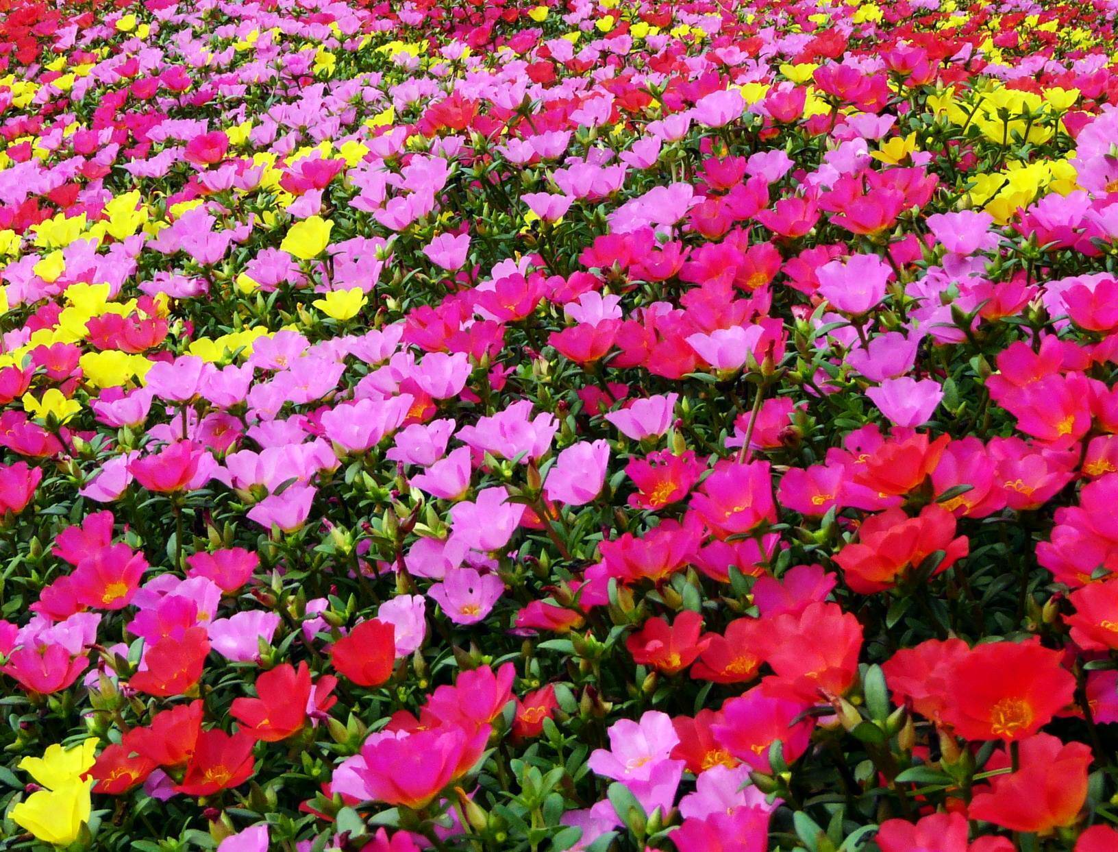 597,七绝·百花齐放 ——百花之一百_风雨_馨香_果情