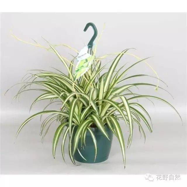 1盆吊兰 就能让你家洋气到不行 花野 养护 花艺