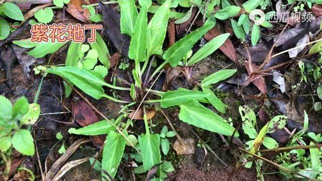 身边的草药349紫花地丁清热解毒凉血消肿的草药