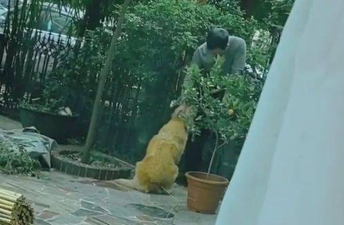 邻居大叔每天都来偷摸我的狗 知道原因后我给他留了一扇门 金毛多 狗狗 主人