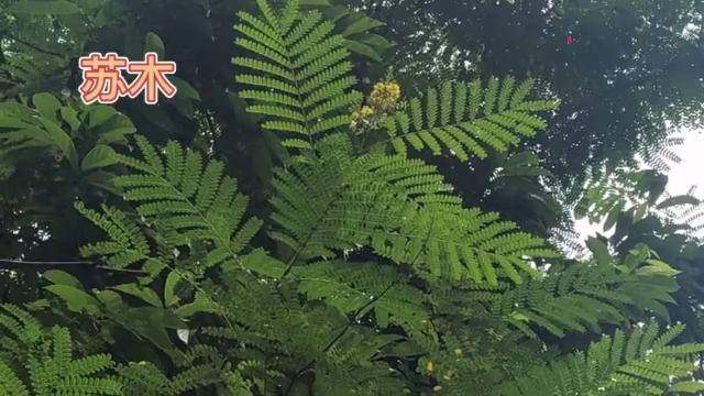 身边的草药184苏木活血化瘀行经止痛消肿