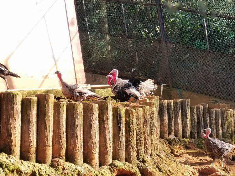 三明动物园上新啦走一起去看看小动物们如何温暖过冬