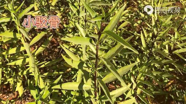 身邊的草藥323小駁骨祛風止痛續筋接骨的