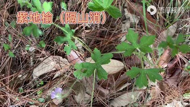 身边的草药451紫地榆隔山消清热利湿活血止血