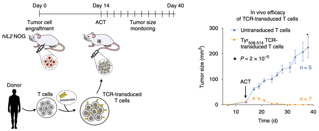 技术|《自然》子刊：可扩增筛选肿瘤新抗原特异性T细胞的技术，终于出现了！