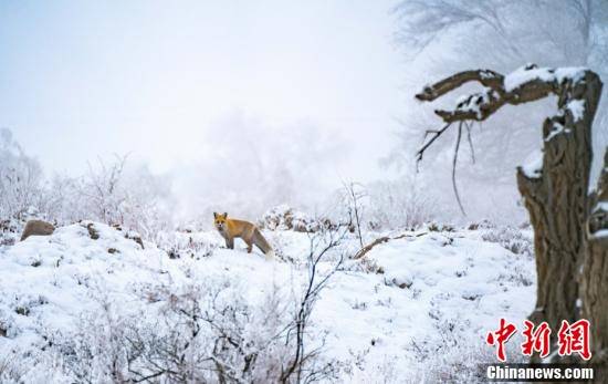 博湖|新疆博湖：雪域里的快乐“精灵”