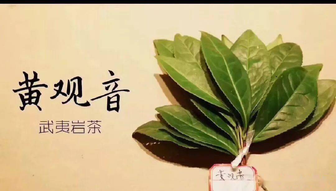 武夷岩茶之燕子窠黄观音