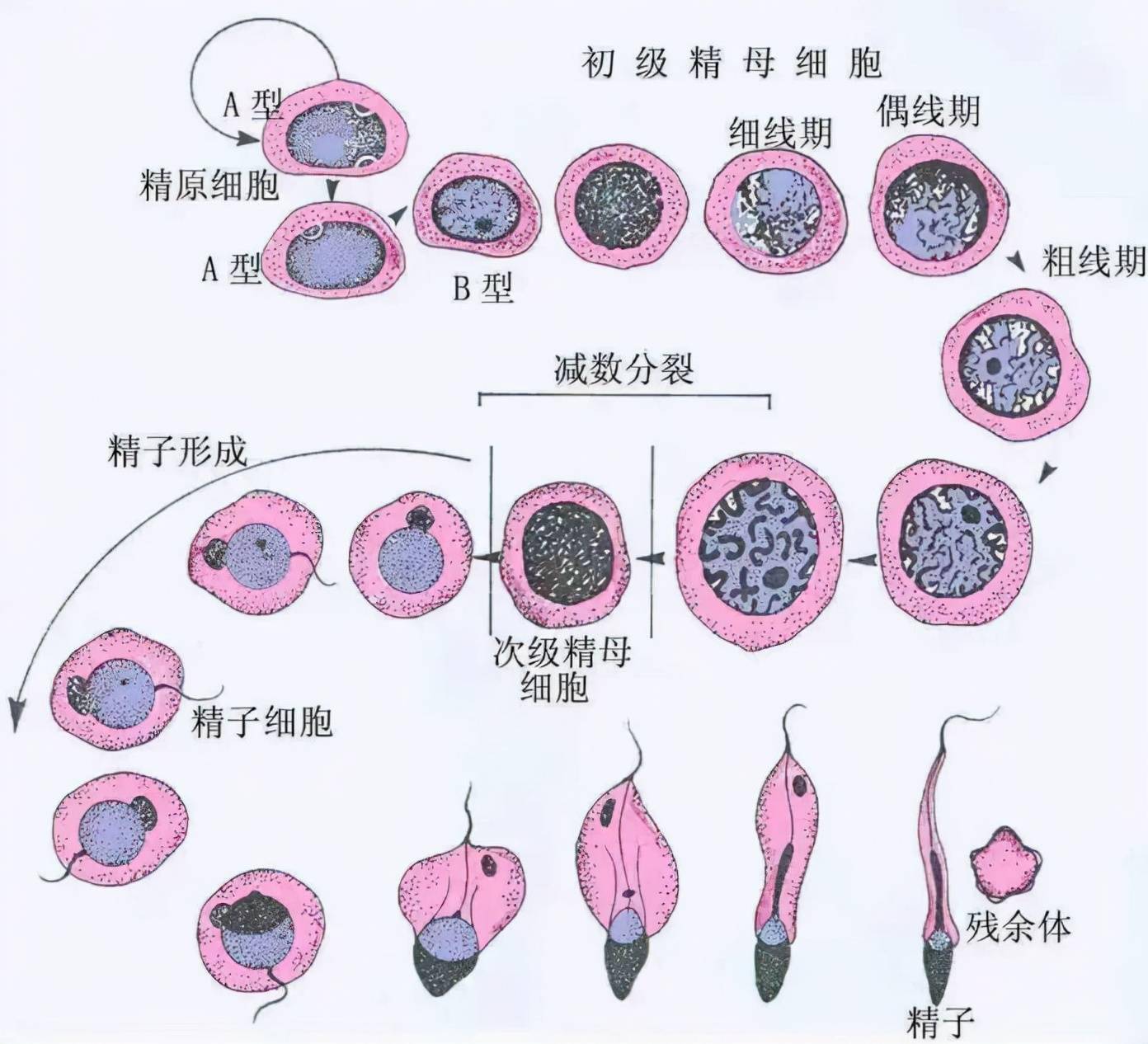 精原细胞图示图片