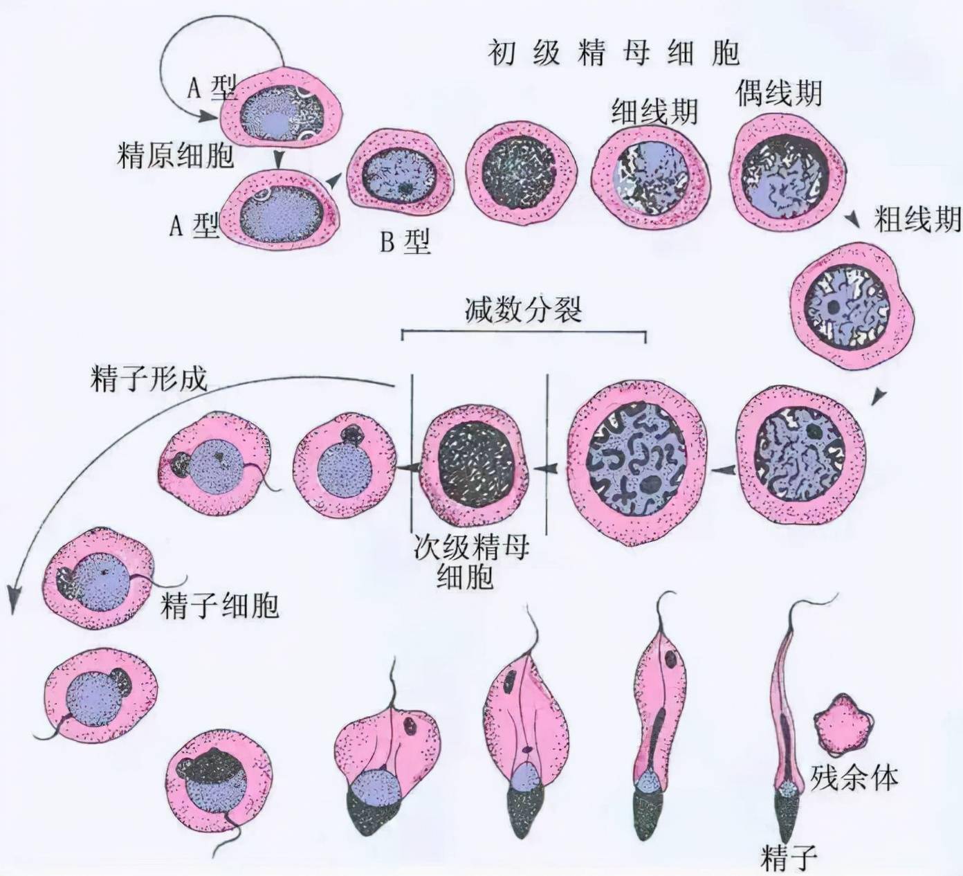 揭秘人类精子加工厂——睾丸