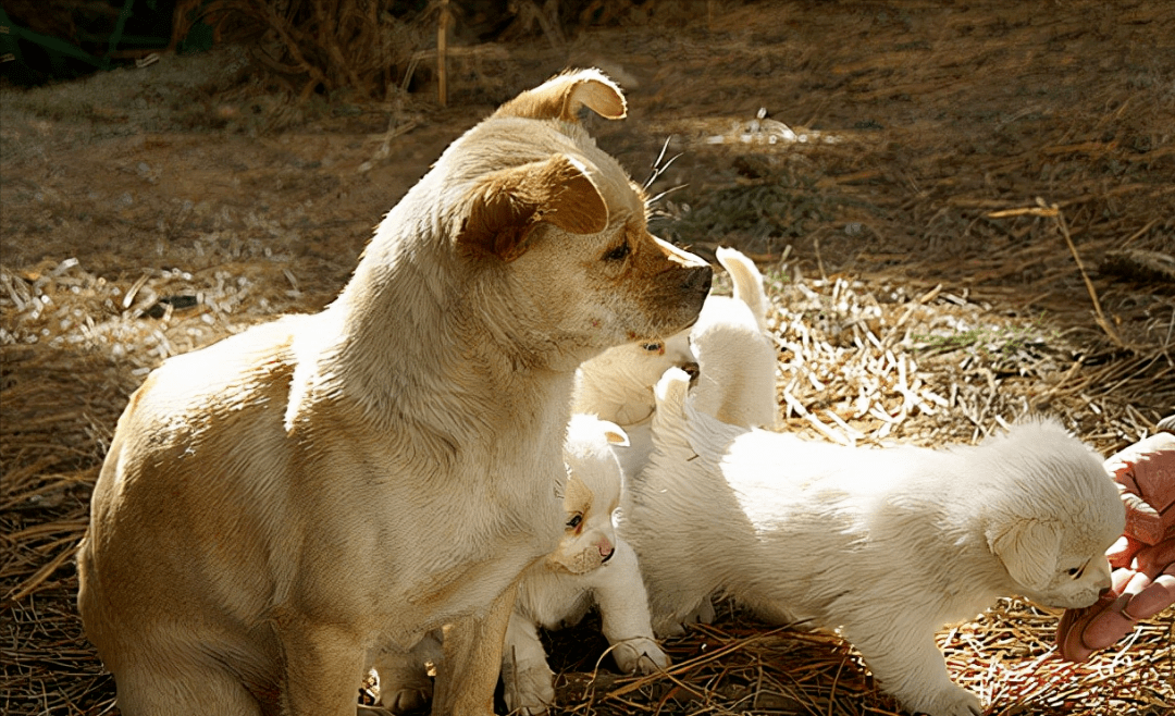 狗妈妈把孩子叼给你只是信任你那你就大错特错了