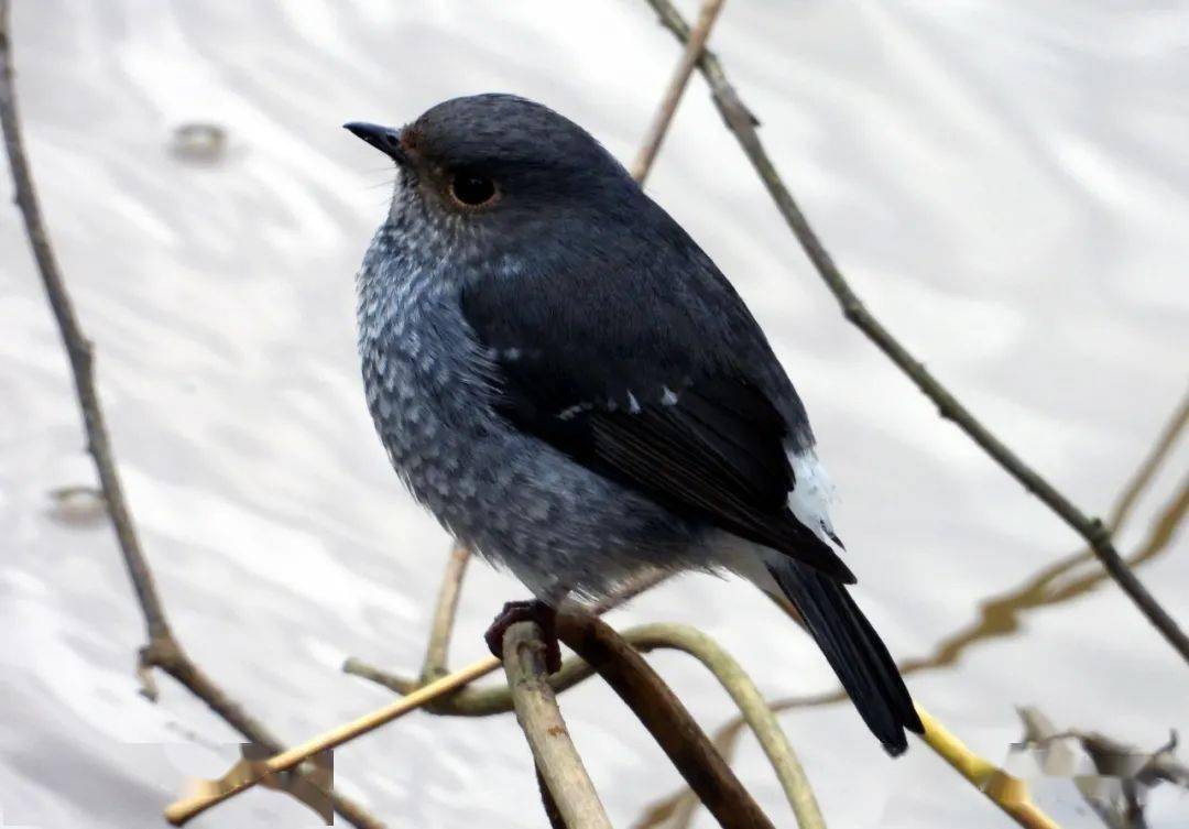 枯藤流水一水鸫阳光水岸白鹡鸰夜莺鸣翠冬日暧红尾水鸲现芳踪树鹨虽小