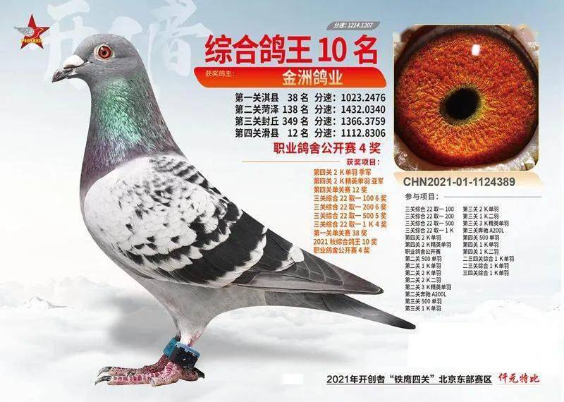 图集开创者2021铁鹰四关北京东西部综合鸽王前20名赏析