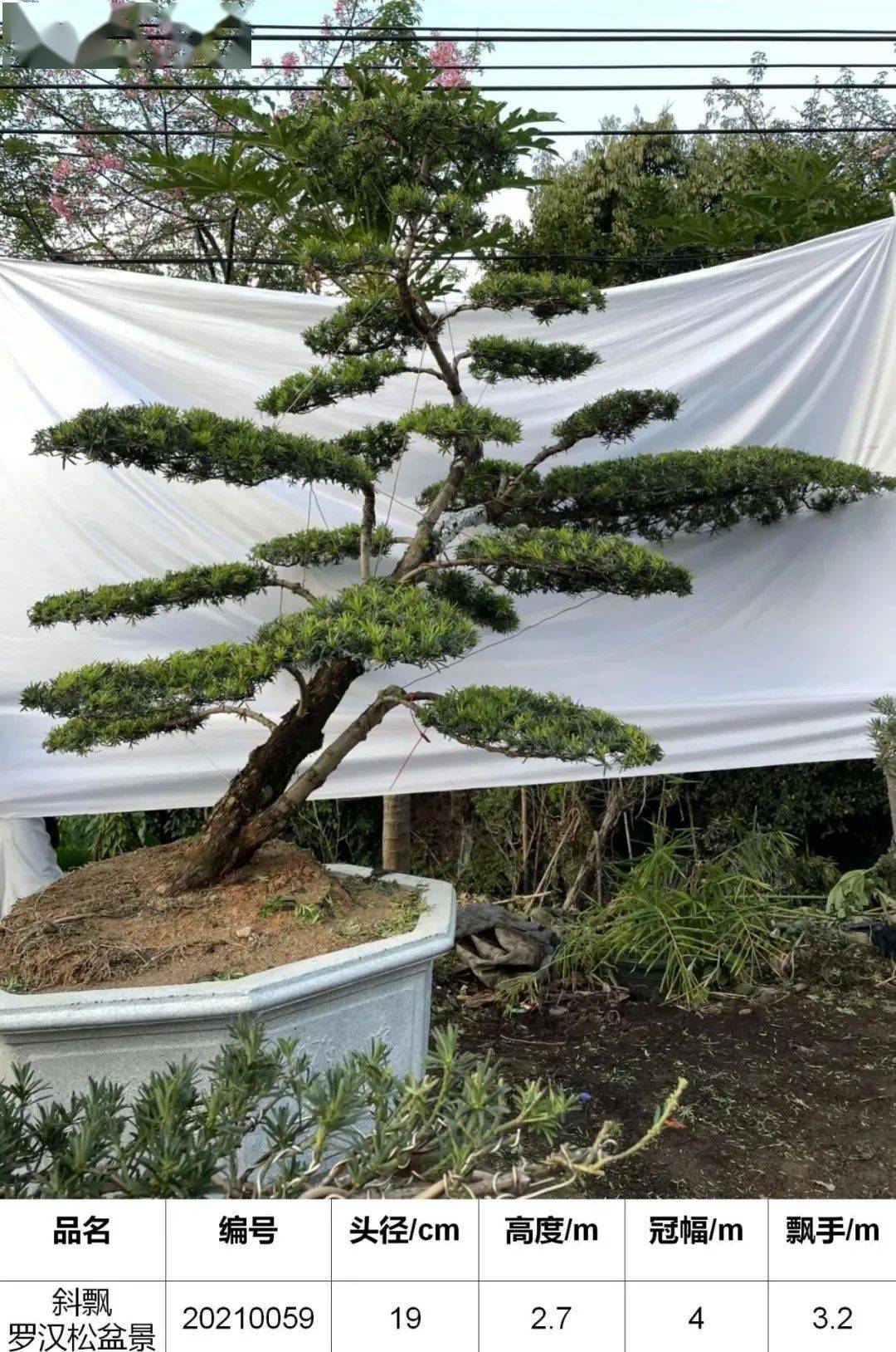 马后花园头径1822公分临水斜飘罗汉松