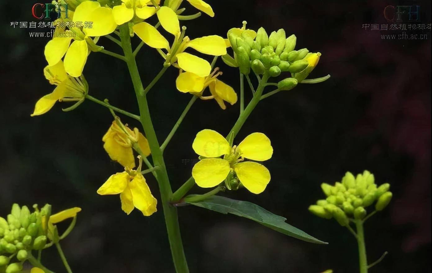 每天学习一味中药白芥子