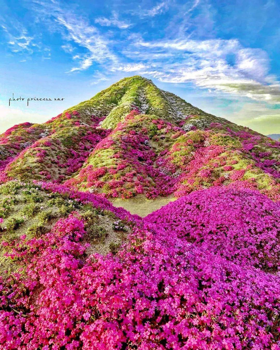 鲜花满山,真美!_给予_大自然_野花