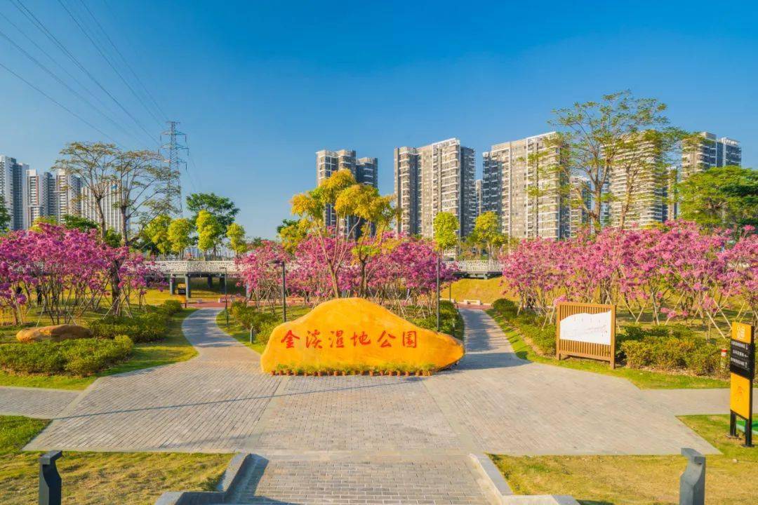 紫花风铃木唯美上线,里水冬日浪漫再升级_金溪_公园_湿地