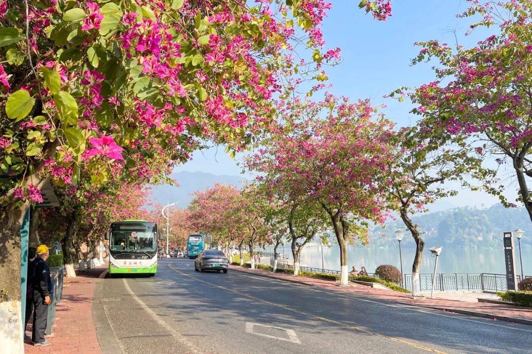 最新实拍肇庆紫荆花道震撼上线等你来打卡