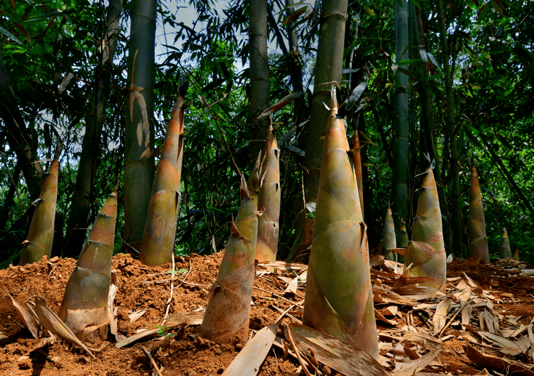 祝贺百色7个品牌入选67第四批广西农业品牌广西好嘢目录