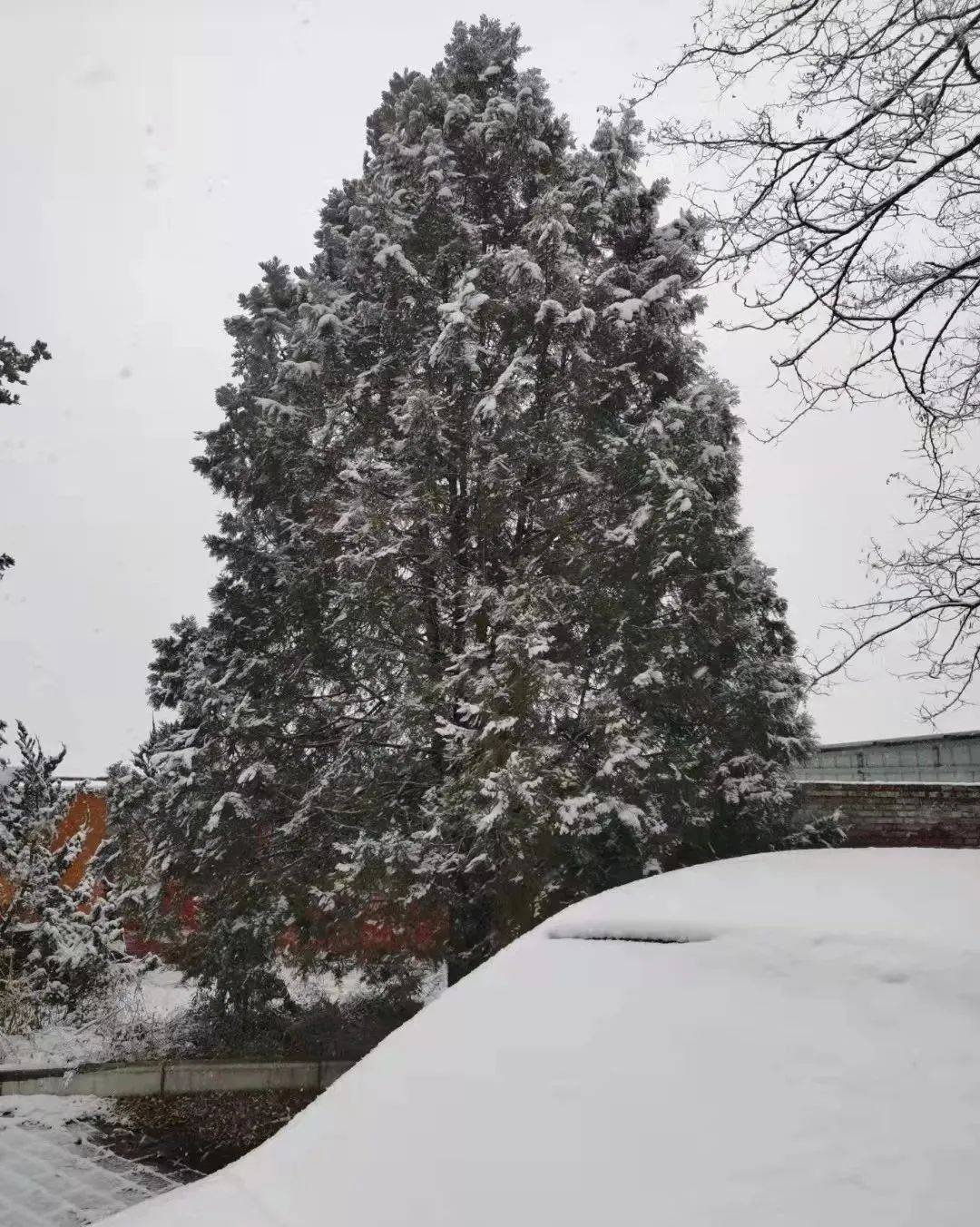 铜川|雪雪雪雪雪雪雪雪雪！陕西预警持续！