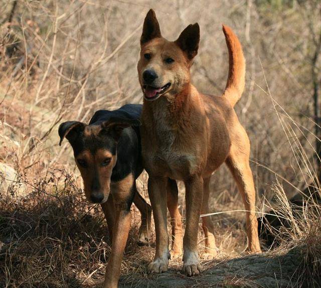 長白山區的老獵人說,他五六歲能打獵,全靠他的護命狗汗王犬