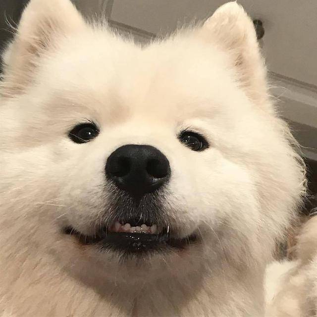 优质动物头像_将军_头像_动物