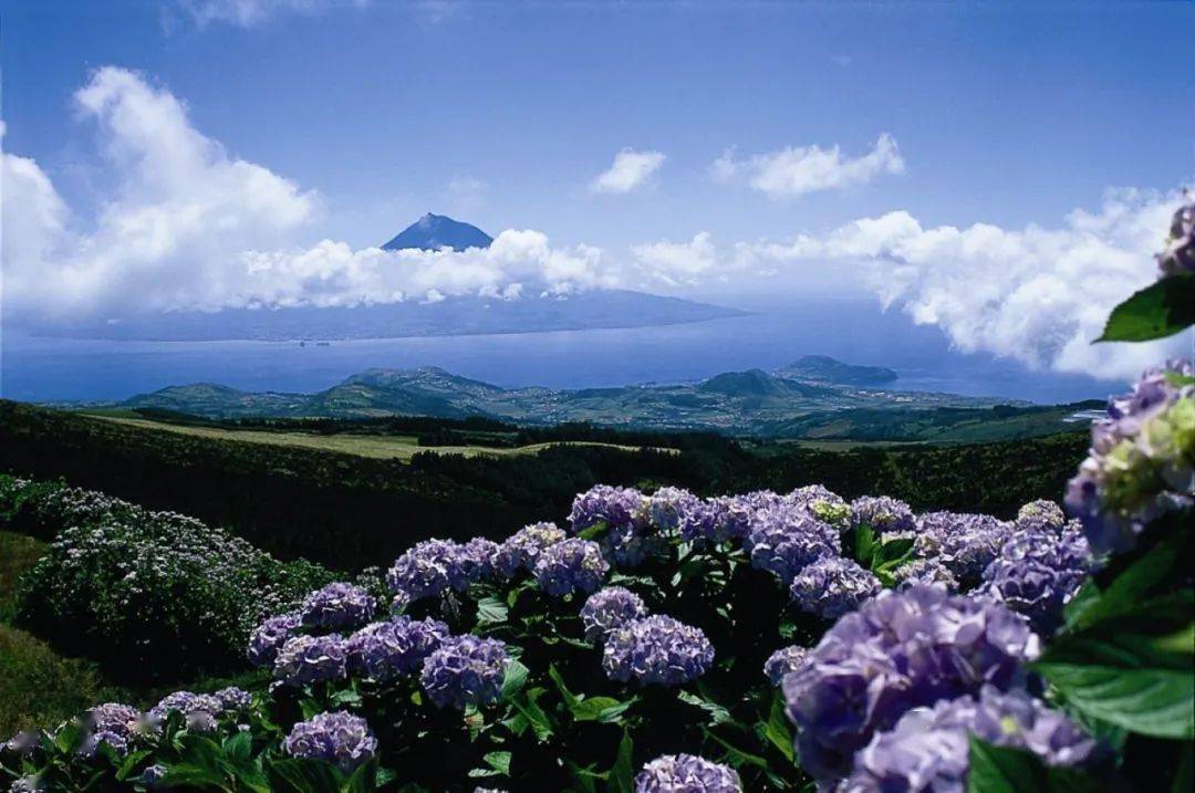 自然环境Pantone发布了2022年度流行色——长春花蓝