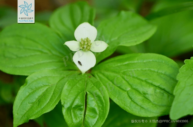 猫爪草长啥样图片 850cb2bfa12a4157970fbbb394622b37.png