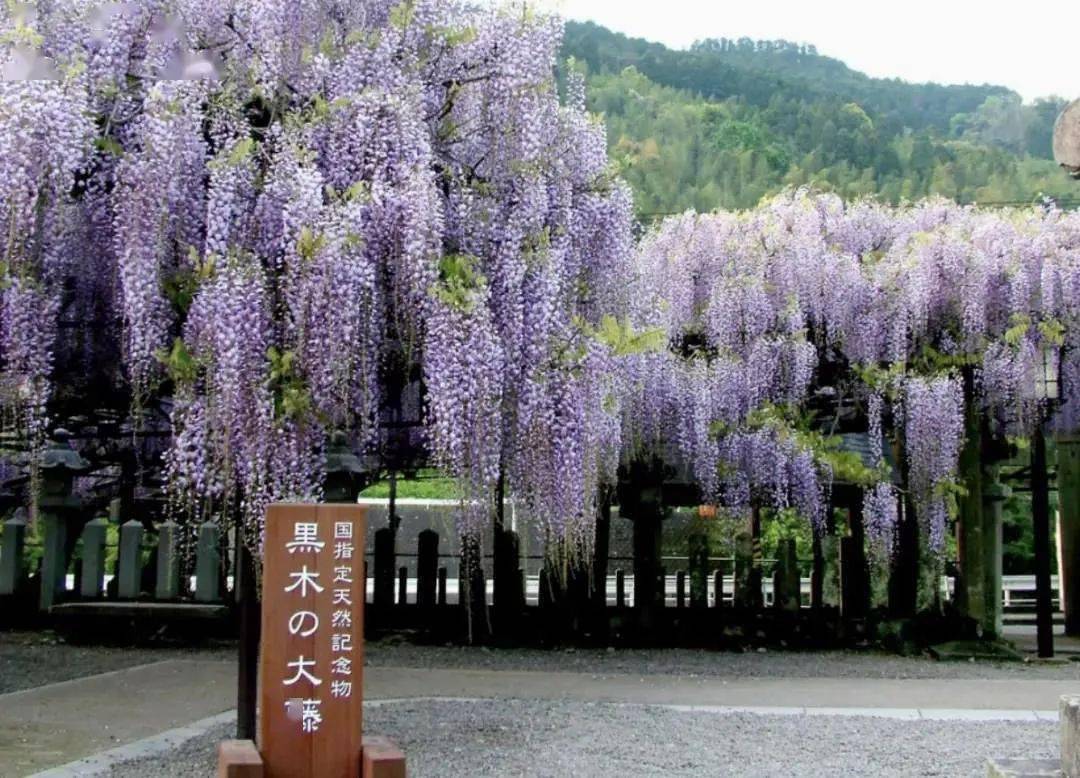 中式插花中的紫藤,守住梦幻与苍凉_日本_紫色_夕雾