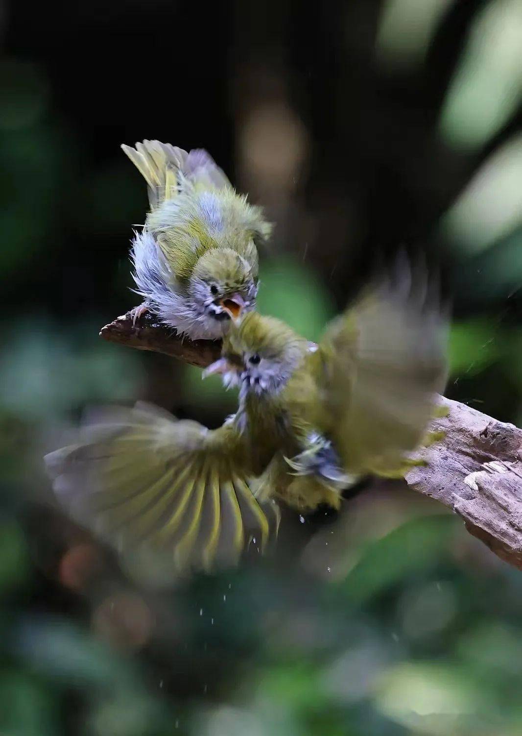 山呼鳥 | 愛組團的黑喉噪鶥 2021-10-30黑水雞 | 水上黑武士角鬥圖