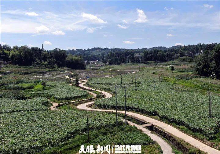 在乡村振兴上开新局织金县以那镇订单蔬菜风险低地无空闲村民乐