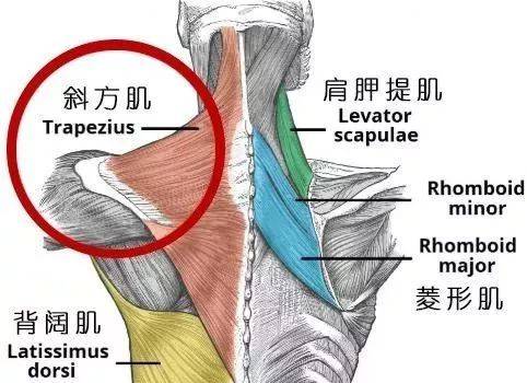 怎么练直角肩锁骨又快又有效 22d882bc859d48858274c3072989c99f.jpeg