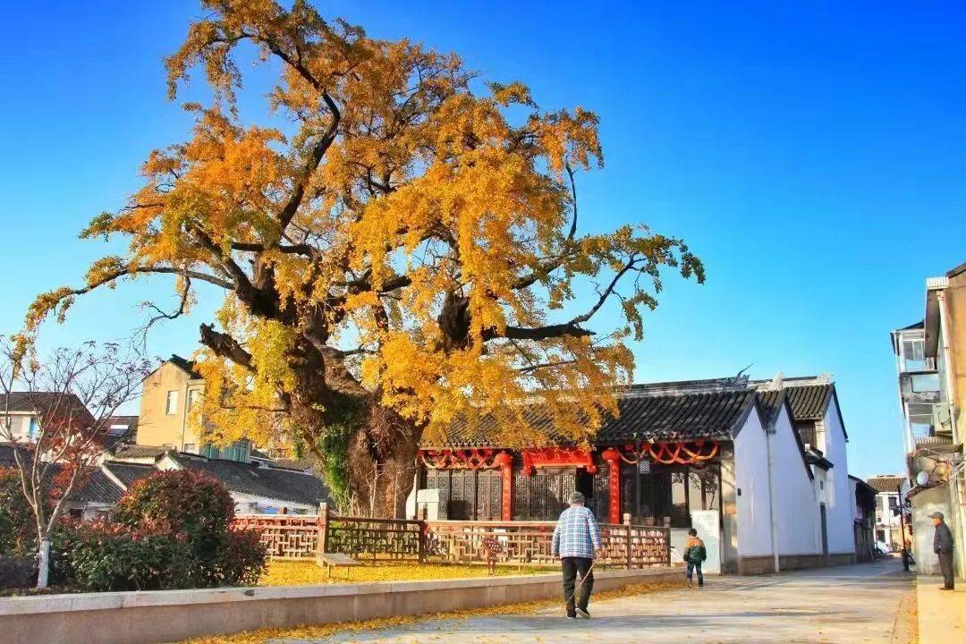 何日君再来_宜兴_隔离_万石镇