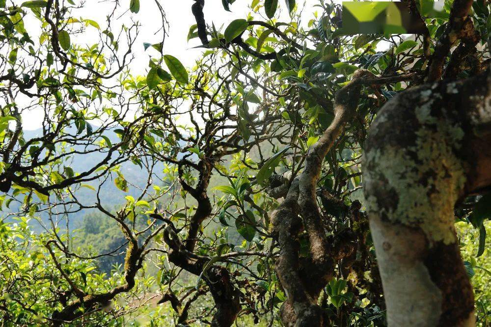 金奖|40年匠心做茶，她斩获茶博会金奖，网友：终于找回那熟悉的味道···