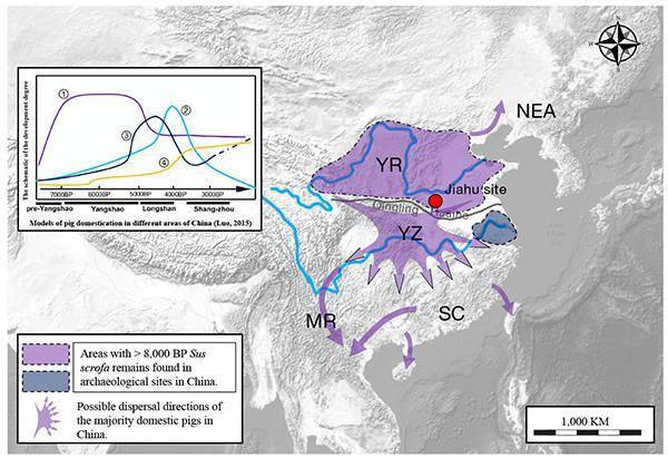 古代|研究揭示东亚家猪遗传历史：黄河流域是独立的家猪驯化中心