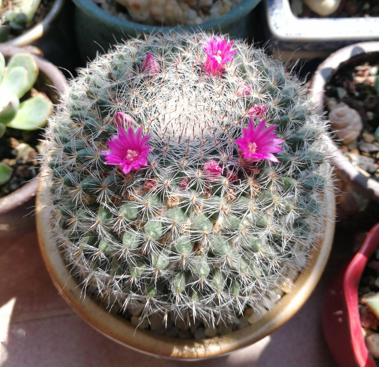 仙人球玉翁的养护技巧,做好3点,非常好养,花多球胖,美丽壮实_土壤