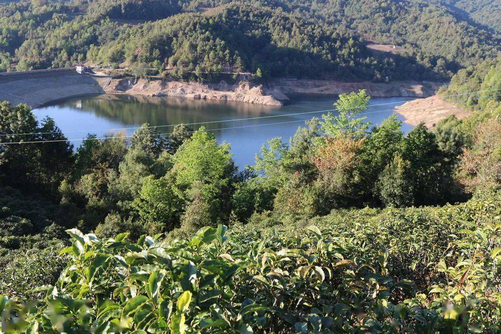 金奖|40年匠心做茶，她斩获茶博会金奖，网友：终于找回那熟悉的味道···