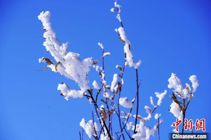 高原|四川若尔盖：雪后雾凇 若诗若画